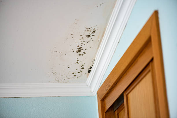 Mold Removal Process in Imperial, CA